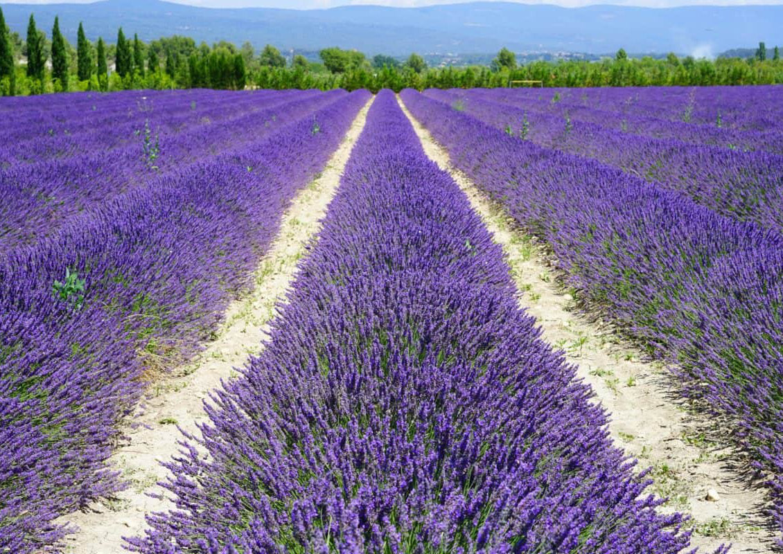 Lavande de Haute Provence pour fabrication a la main des coussins de Provence