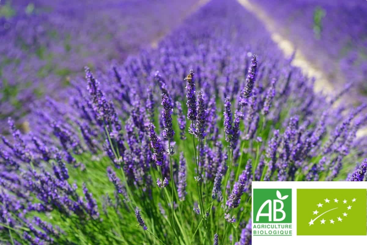 Coussins de Provence - Le plaisir de se sentir bien Image