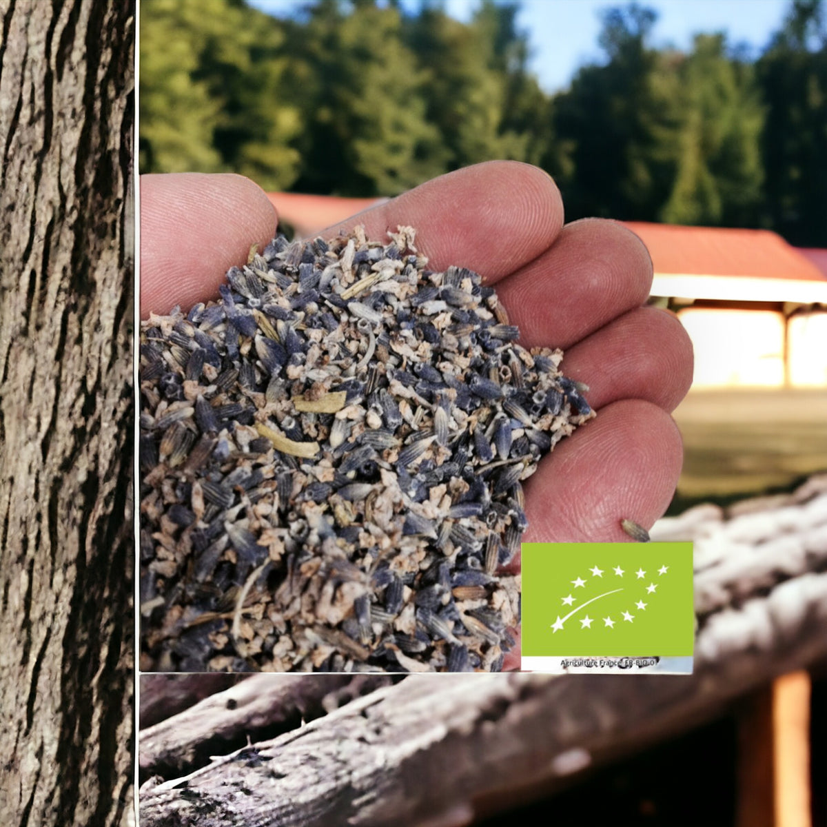 Lavande officinale bio en vrac - Récoltée en Provence